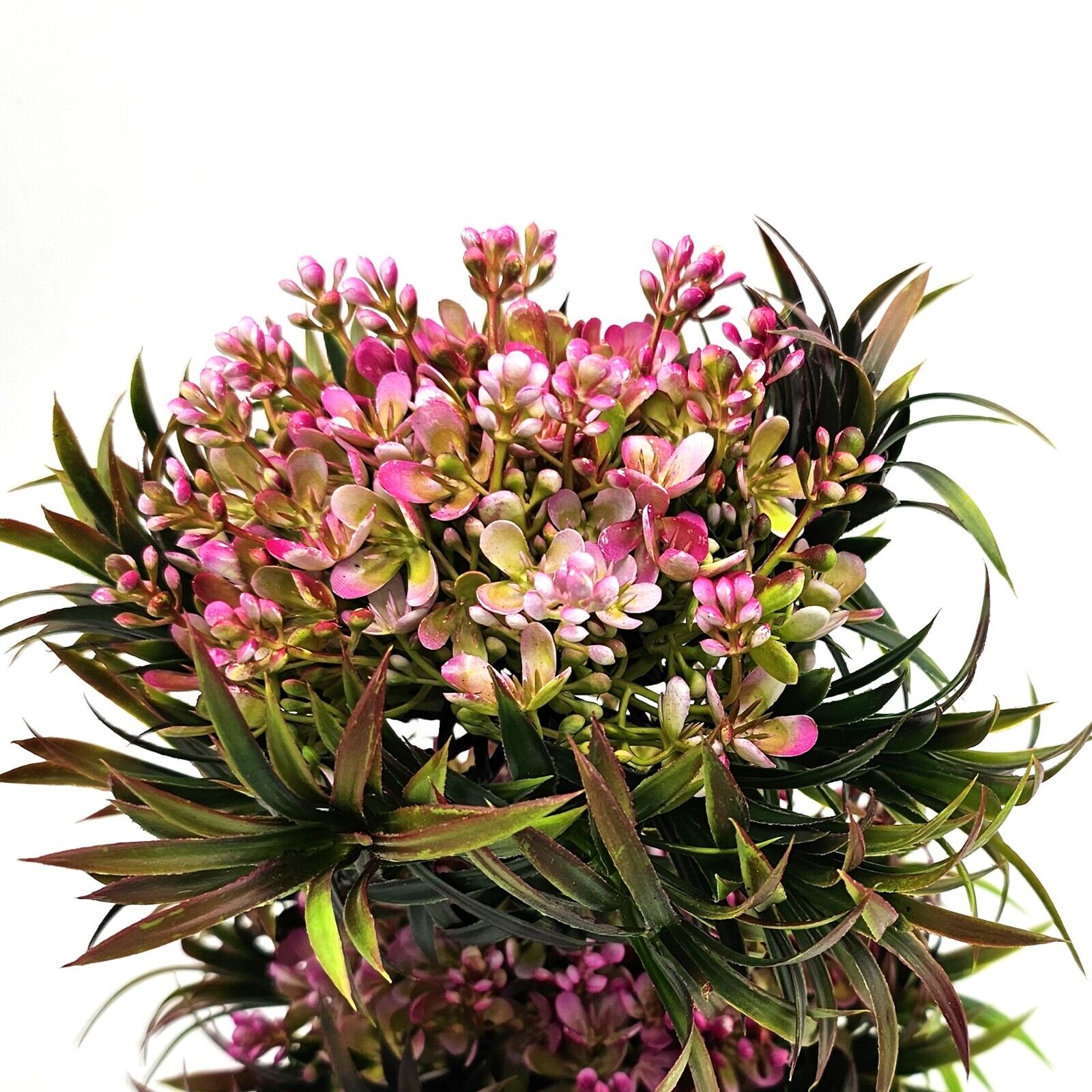 low maintenance office plant decoration UK