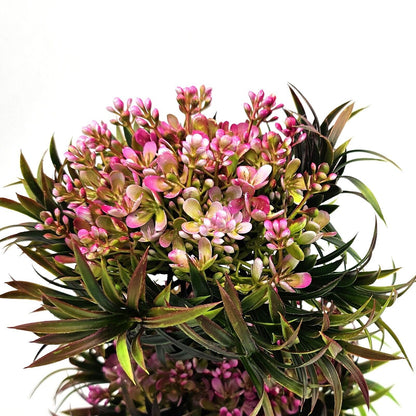 low maintenance office plant decoration UK